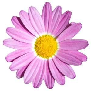 cropped-Fleur-ronde-scaled-removebg.png